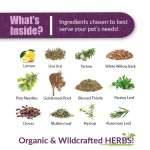 Kidney Rejuvenator - Image 2