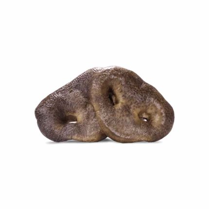 Pig, Snout, Nose, Pork, Vital Essentials, Freeze Dried, Snack Bar, Treat