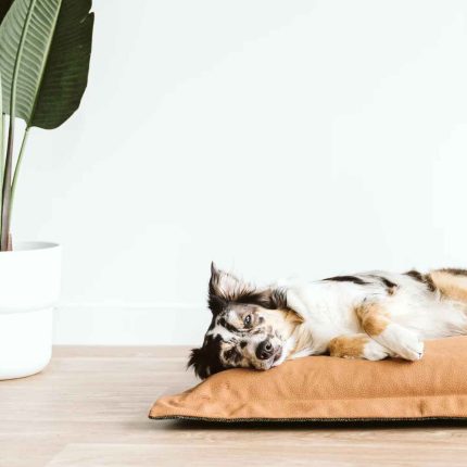 Be One Breed, Cloud Pillow, Bed, Household, Removeable Cover, Memory Foam
