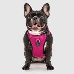 Canada Pooch, Everything Harness, Harness, Dog Harness, Walking, Training