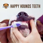 Teeth Cleaning Deposit (SOUTH WINDSOR STORE)