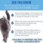 Cat Water 4L - PH Balanced - Image 3