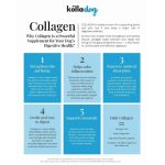 Kolla Liquid Collagen, Kolla, Liquid Collagen, Collagen, Hip and Joint, Senior, Mobility, Skin Health, Skin, Dog, Cat, Collagen Peptides