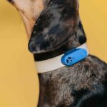 Tickless Rechargeable, Tickless, Ultrasonic Technology, Ultrasonic, Tickl, Flea, Flea & Tick, Preventative